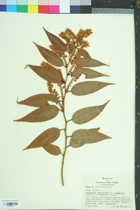 Leucothoe fontanesiana image