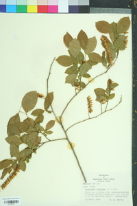 Leucothoe racemosa image