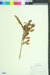 Leucothoe racemosa image