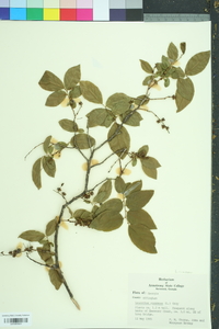 Leucothoe racemosa image