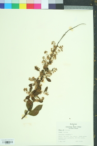 Leucothoe racemosa image