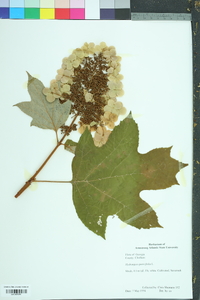 Hydrangea quercifolia image