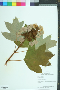 Hydrangea quercifolia image