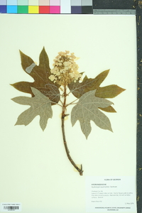 Hydrangea quercifolia image