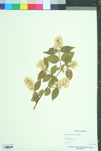 Philadelphus hirsutus image