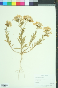 Phlox drummondii image