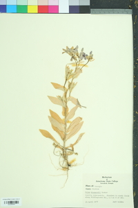 Phlox drummondii image