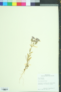 Phlox drummondii image