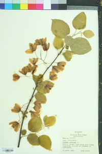 Halesia carolina image