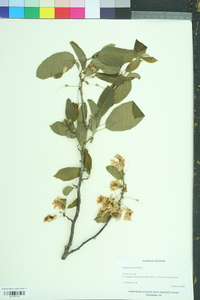 Halesia carolina image