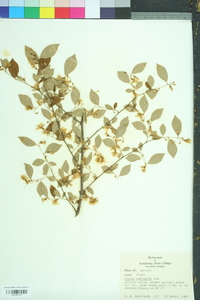 Styrax americanus image