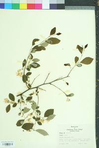 Styrax americanus image