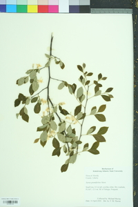 Styrax grandifolius image