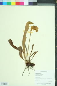 Sarracenia minor image