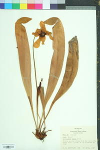 Sarracenia minor image