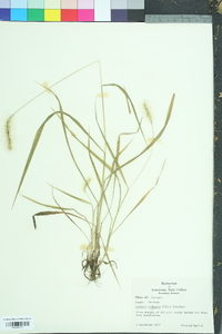 Setaria corrugata image