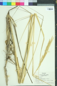 Spartina alterniflora image