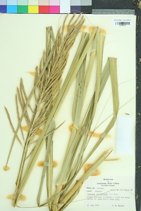 Spartina cynosuroides image