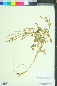 Melilotus indica image