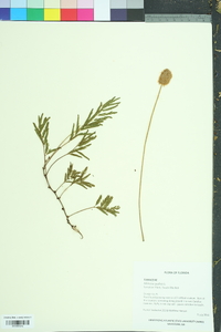 Mimosa pudica image