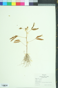 Mimosa pudica image