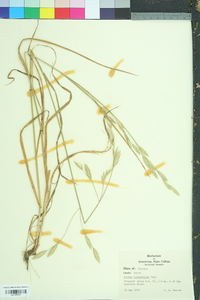 Bromus catharticus image