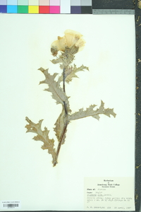 Argemone albiflora image