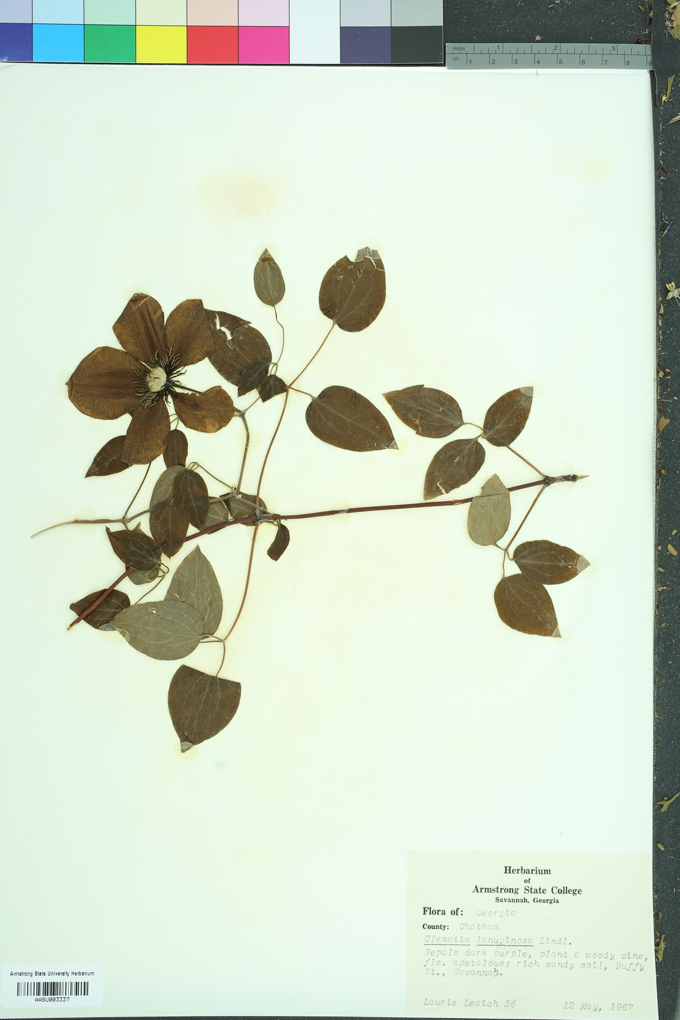 Clematis lanuginosa image