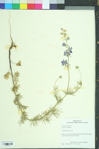 Delphinium ajacis image