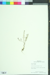 Draba brachycarpa image