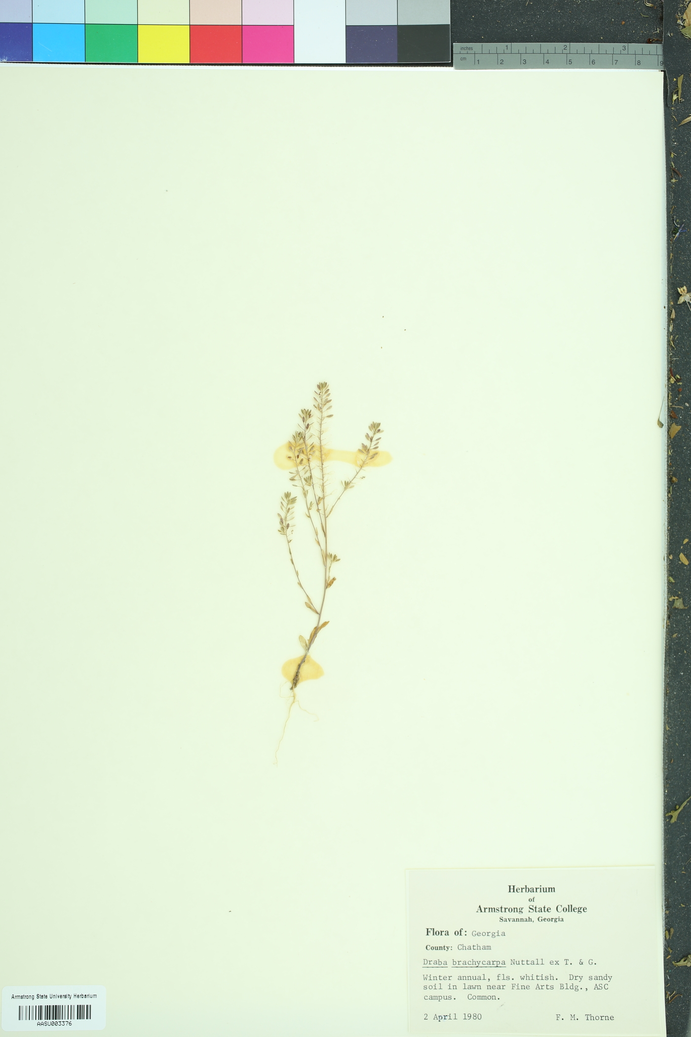 Draba brachycarpa image