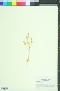 Draba brachycarpa image