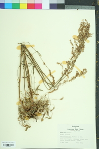 Rumex hastatulus image