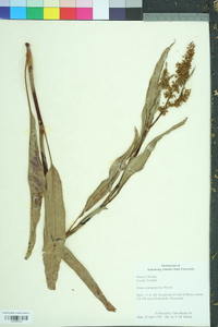 Rumex paraguayensis image