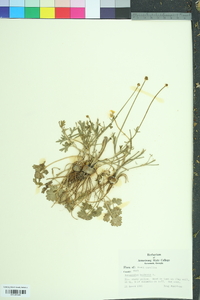 Ranunculus bulbosus image