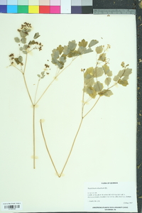 Thalictrum clavatum image