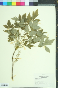 Thalictrum dioicum image