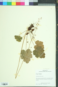 Heuchera americana image