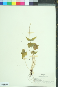 Mitella diphylla image