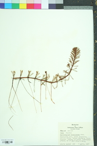 Myriophyllum aquaticum image