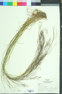 Muhlenbergia capillaris image