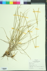 Paspalum notatum image