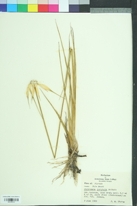 Rhynchospora latifolia image