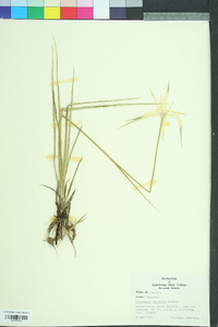 Rhynchospora latifolia image