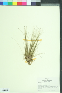 Eleocharis microcarpa image