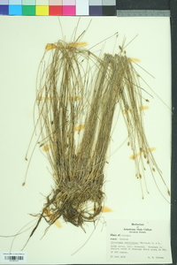 Eleocharis tuberculosa image