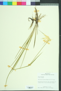 Rhynchospora latifolia image