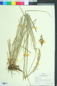 Rhynchospora odorata image