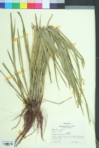 Scleria reticularis image