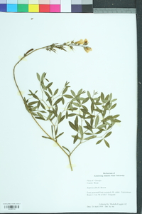 Baptisia alba image